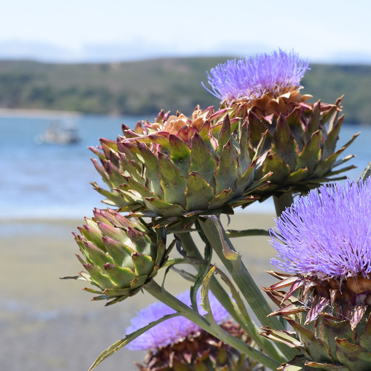 Episode 44: Flip the Script