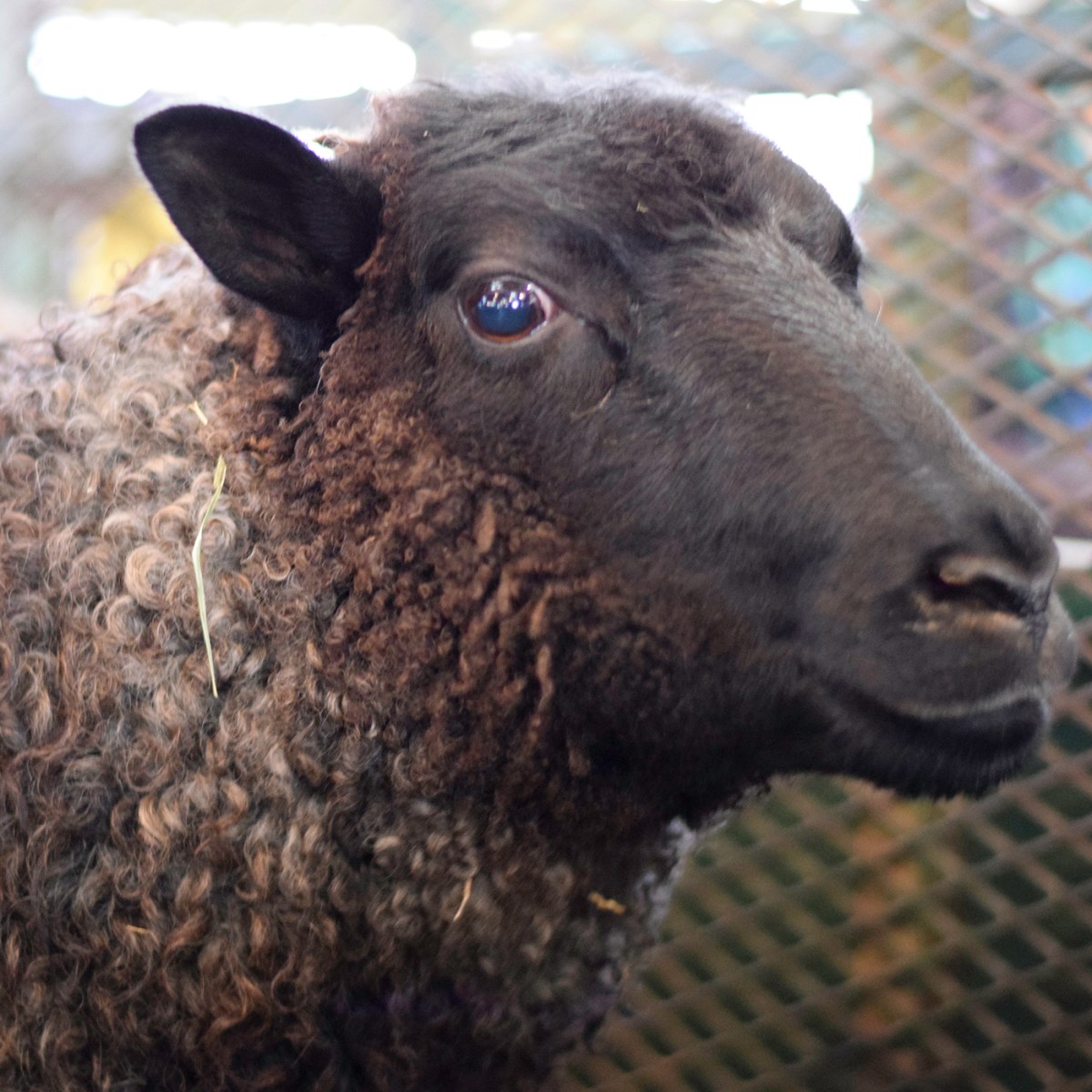 Episode 53: Rhinebeck Re-entry